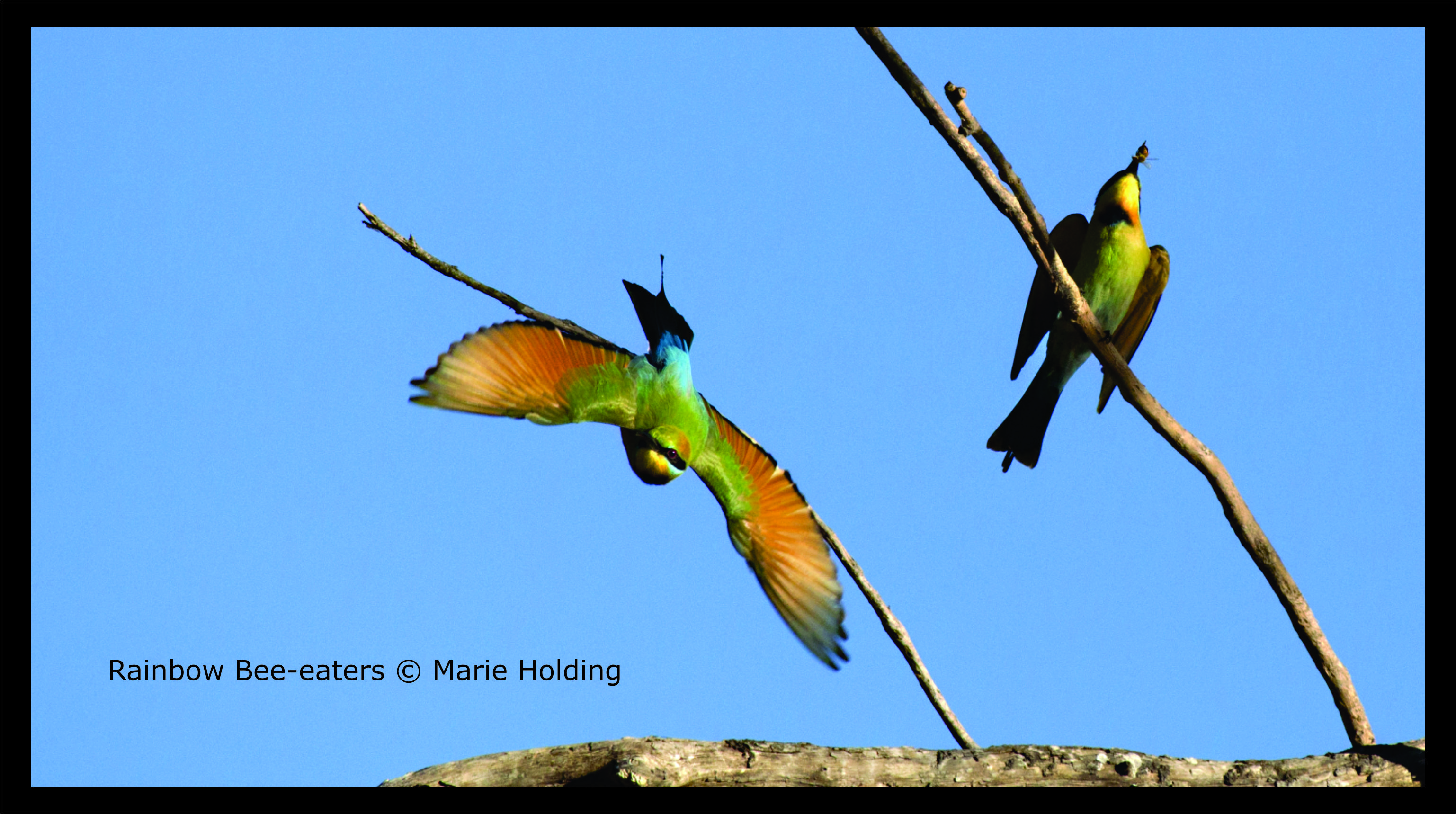 Rainbow Bee-eaters © Marie Holding